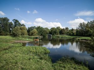 Sudbury Water Meadows